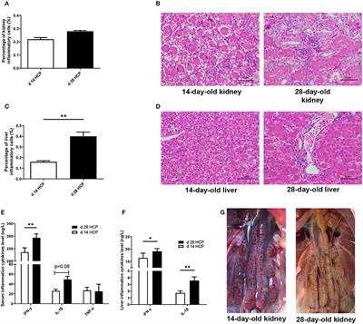 Persistent Purine Metabolic Abnormality Induces the Aggravation of Visceral Inflammation and Intestinal Microbiota Dysbiosis in Magang Goose